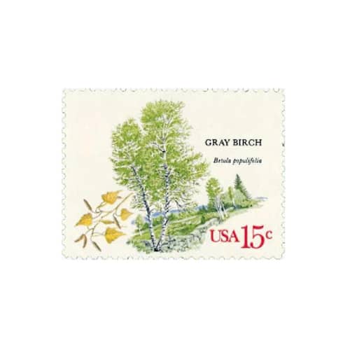 This is a green stamps by Flourish Fine Writing called 15 cent gray birch tree postage stamps // set of 10 // unused vintage stamps in standard