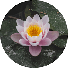 white_lotus