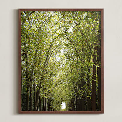 Canopy of Trees