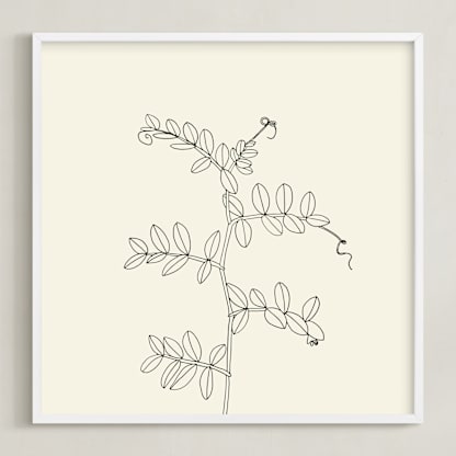 Wild Pea