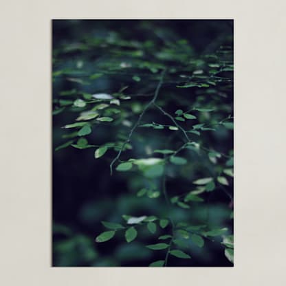 Forest Focus