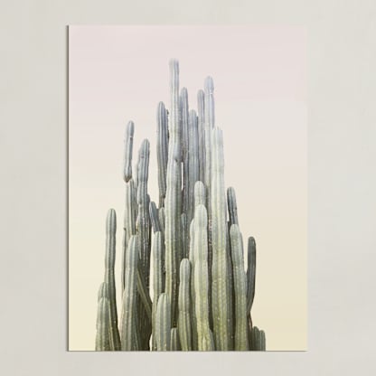 Summer Yellow Cactus