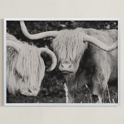 Highland Cows