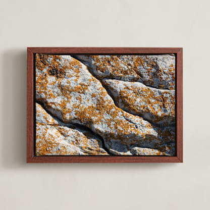Mediterranean Lichen