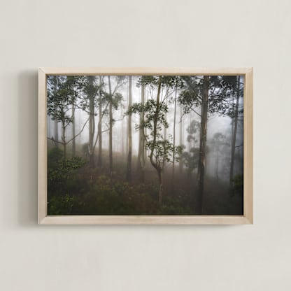 Trees in the Mist