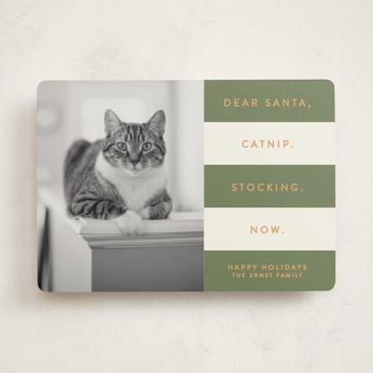 Catnip Now