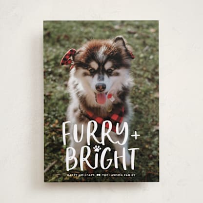 Bright & Furry