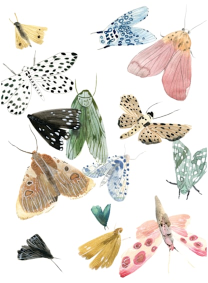 Moths