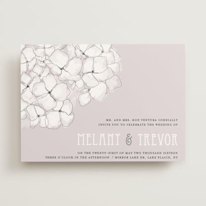 Sweet Hydrangea