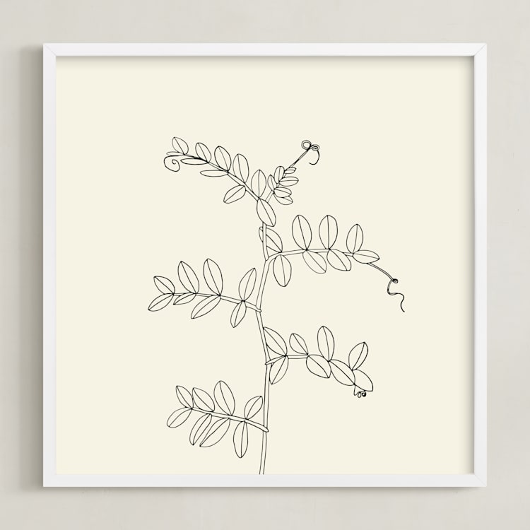 "Wild Pea" - Art Print in charcoal on ivory background by Jorey Hurley - Framed