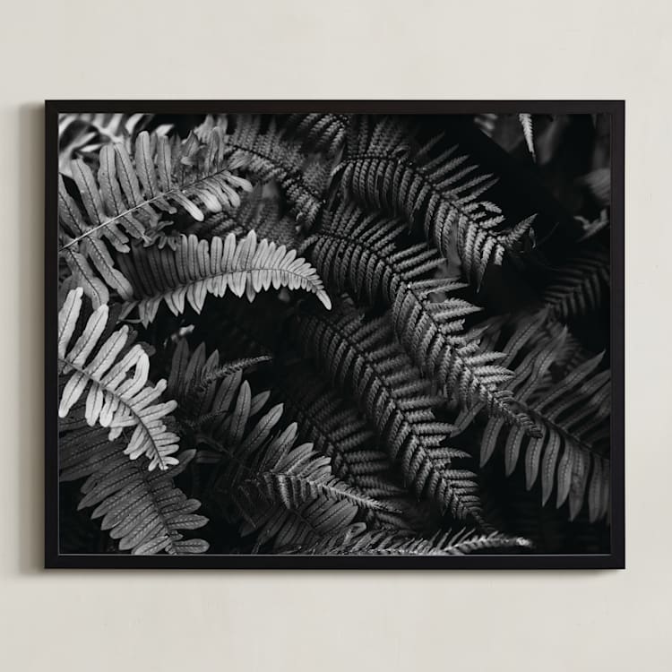 "Ferns" - Art Print in black and white by Eliane Lamb - Framed