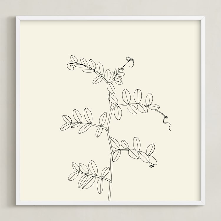 "Wild Pea" - Art Print in charcoal on ivory background by Jorey Hurley - Framed
