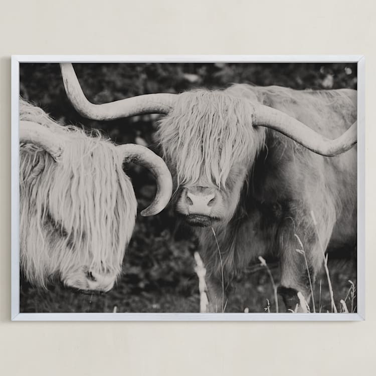 "Highland Cows" - Art Print in White by Amy Carroll - Framed