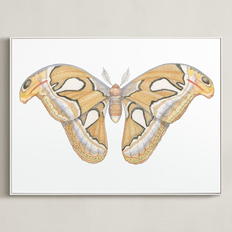 "Atlas Moth" - Art Print in soft orange by Natalie Groves - Framed Canvas