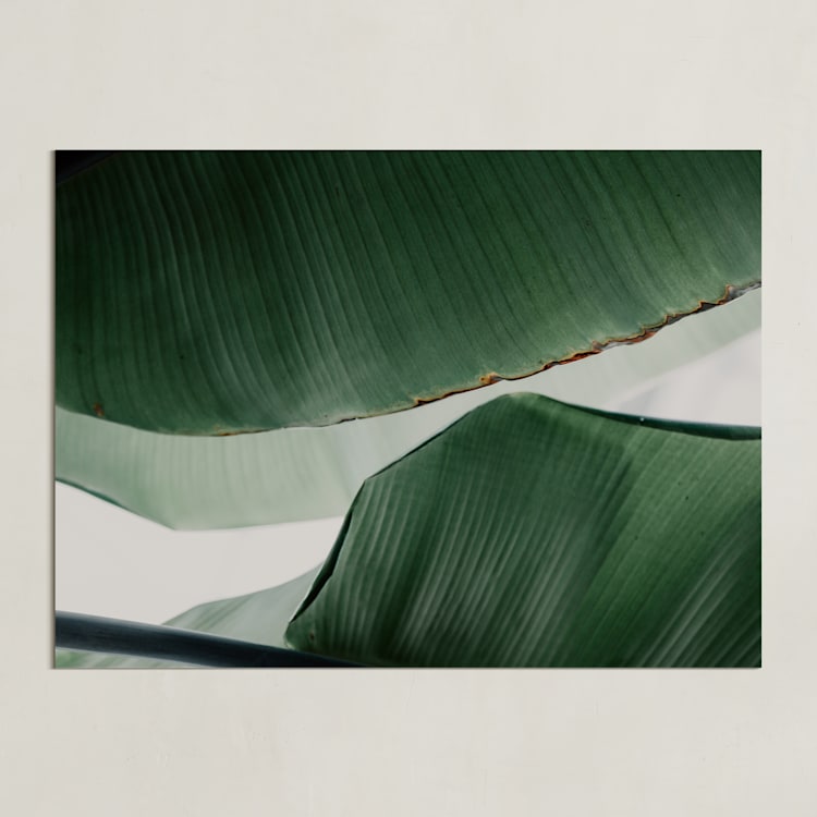 "leaf & light 4" - Art Print in White by Alicia Abla - Unframed