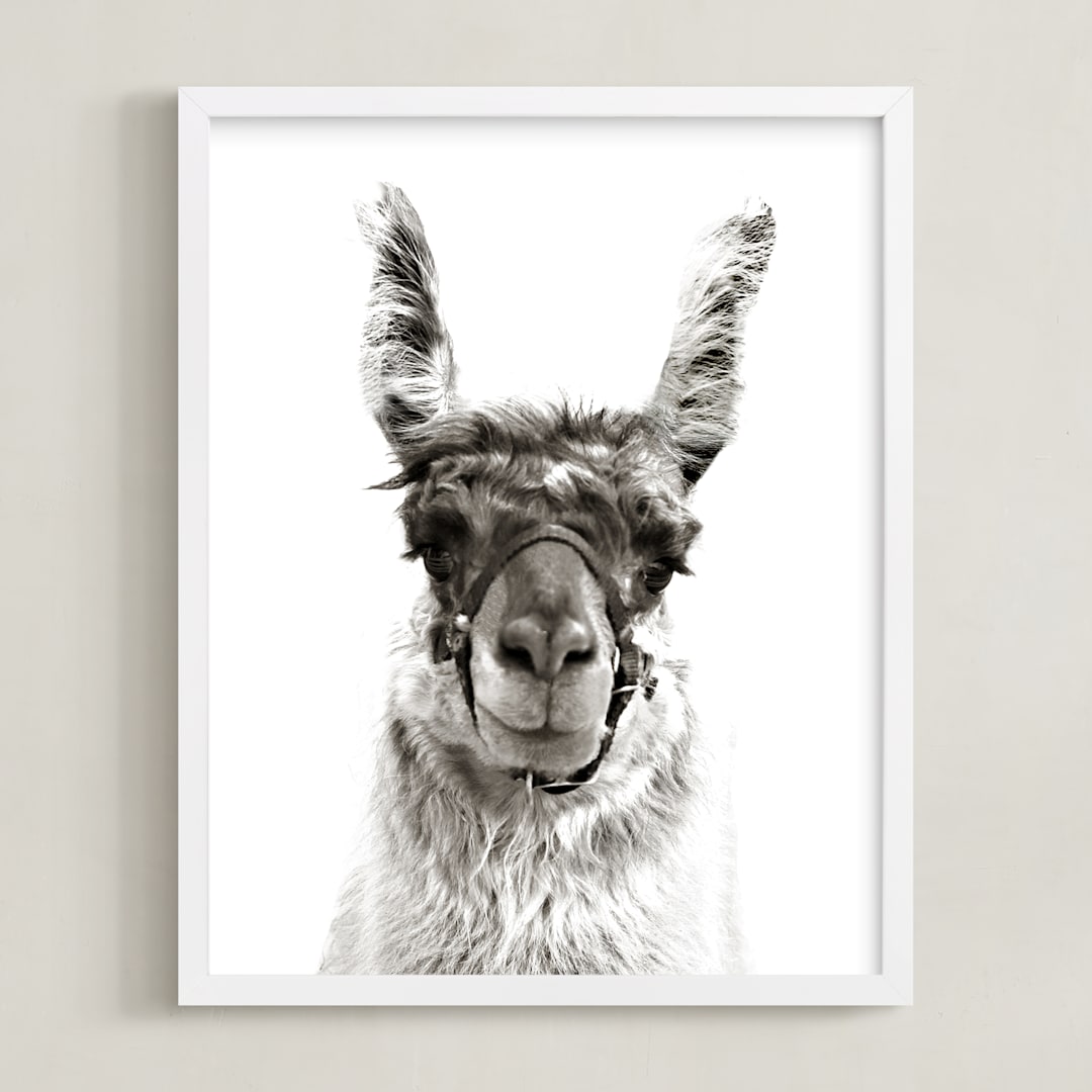 llama