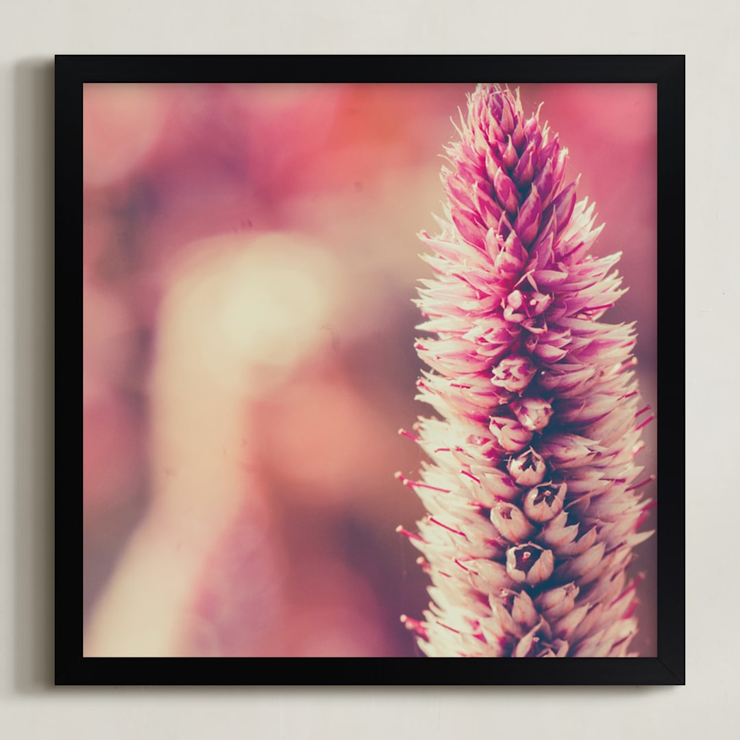 Fuchsia Study 1