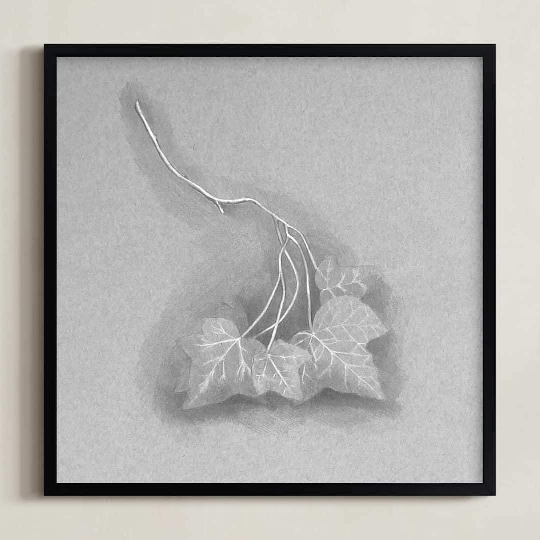 Ivy Branch