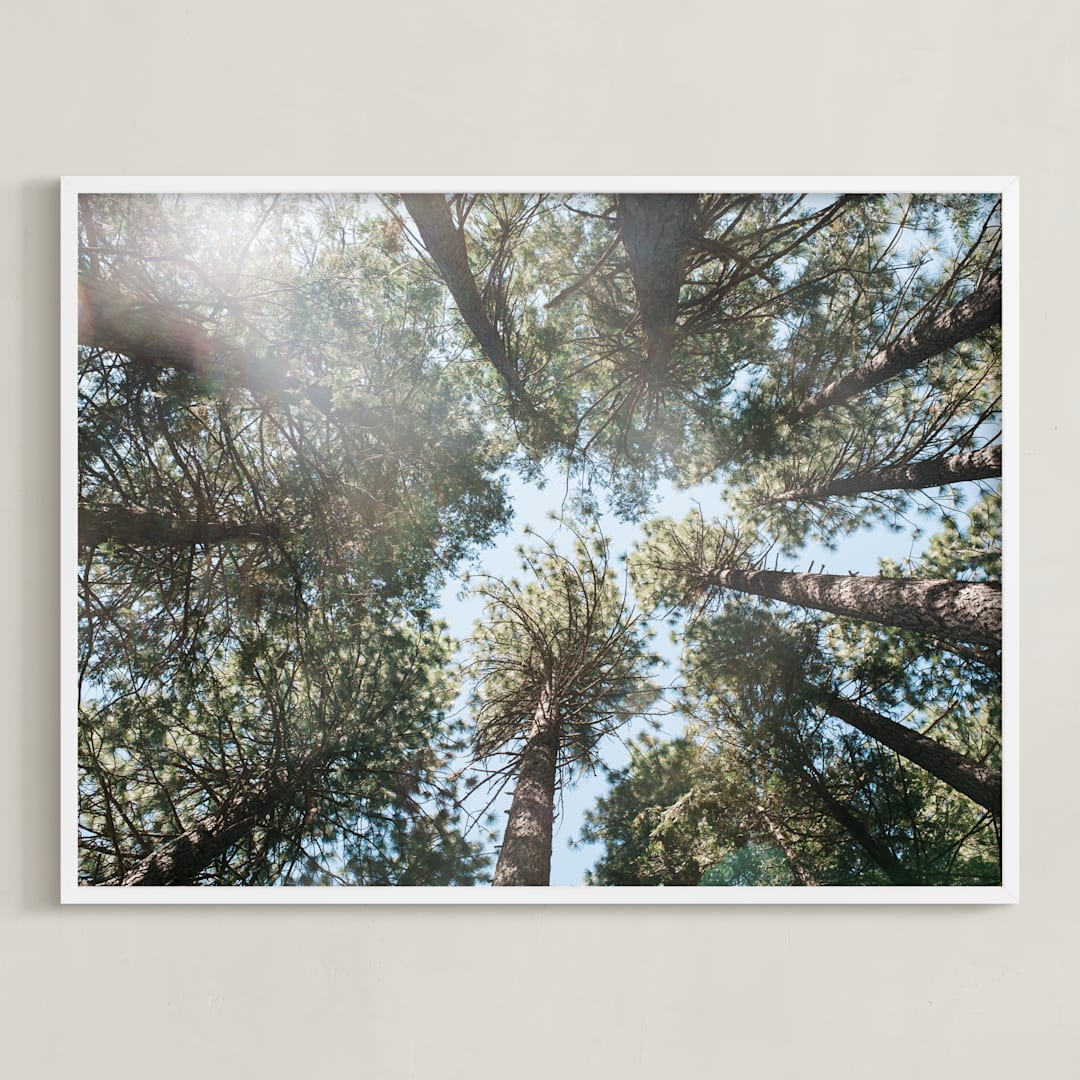 Up at the Trees