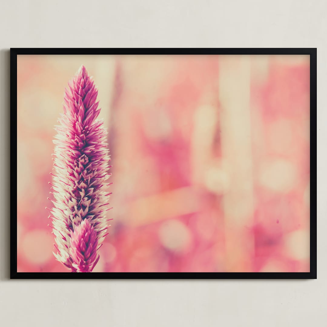 Fuchsia Study 3