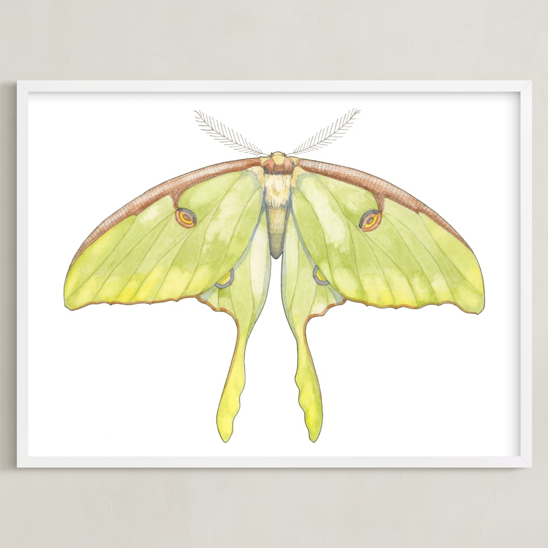 Luna Moth