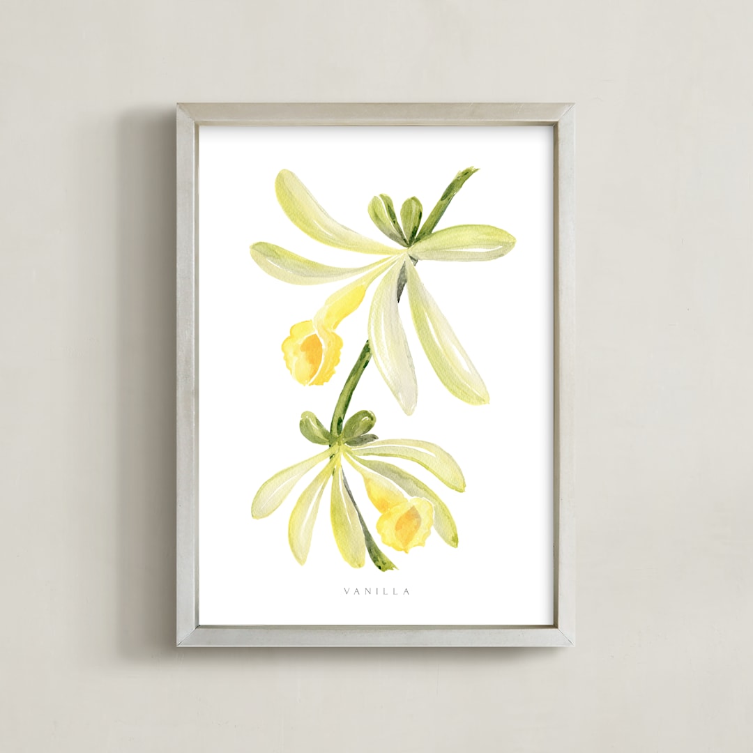 Vanilla orchid