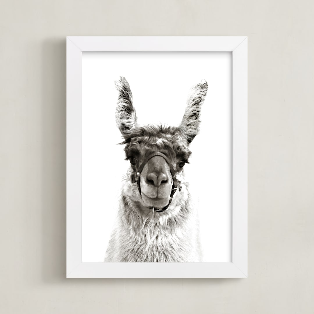 llama