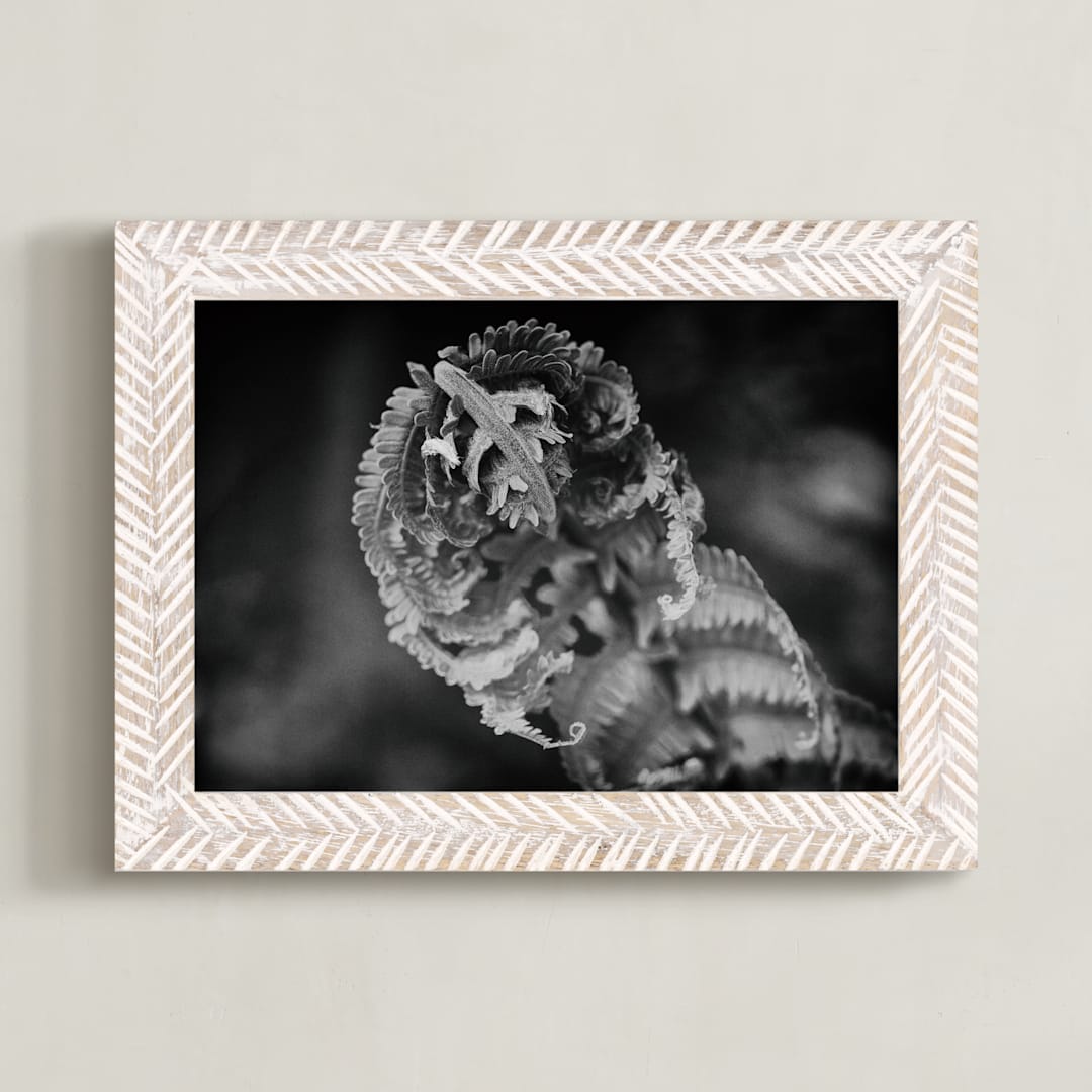 Curly Fern