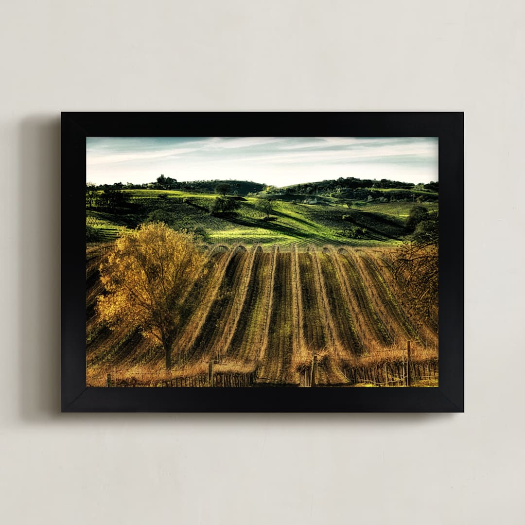 Paso Robles Vineyard