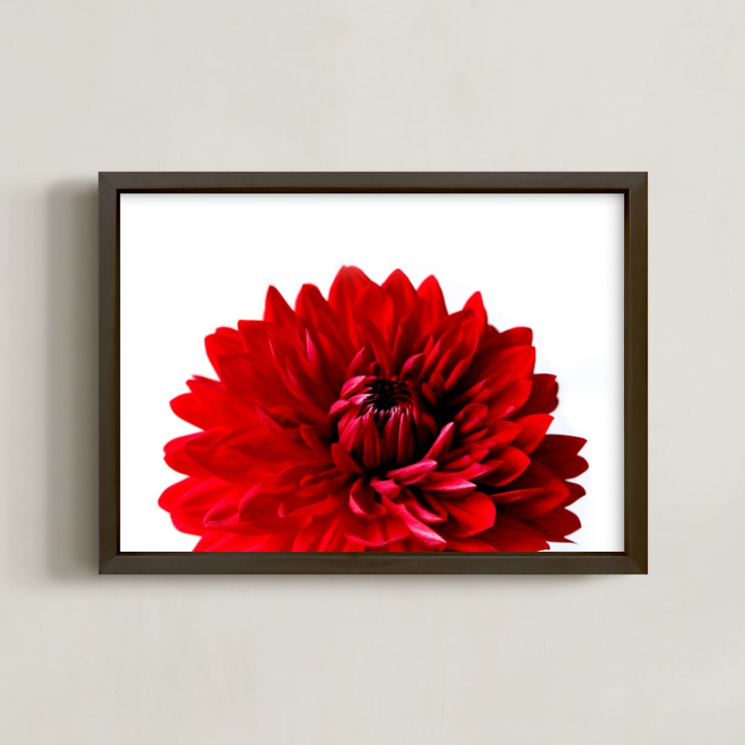 Bold Dahlia