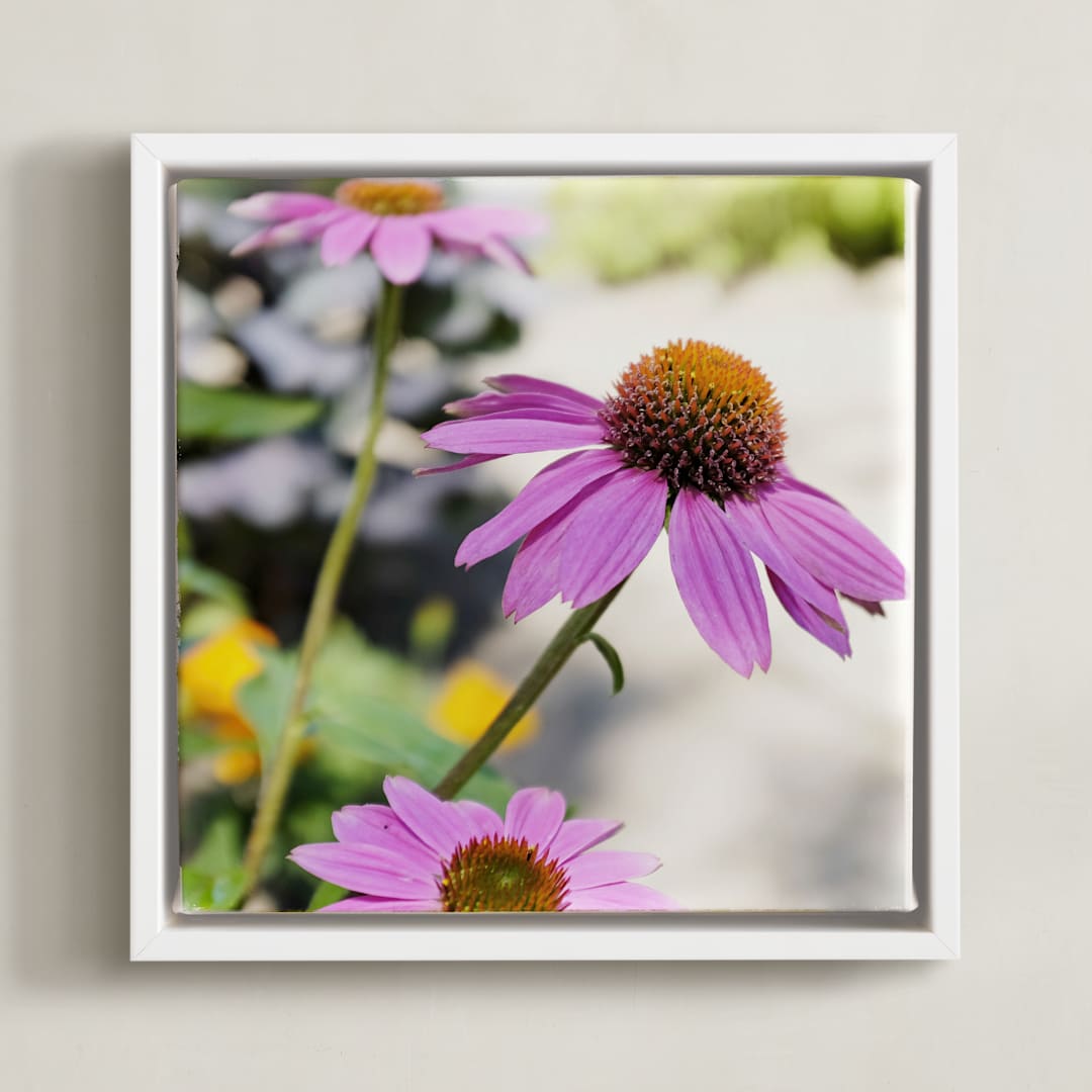 Pink Daisies