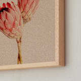 "Protea Collection 2" - Art Print in Clay by Paola Benenati - Frame Close-up