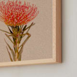 "Protea Collection 1" - Art Print in Clay by Paola Benenati - Frame Close-up
