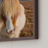 "Icelandic Horses I" - Art Print in Golden by Crystal Lynn Collins - Frame Close-up