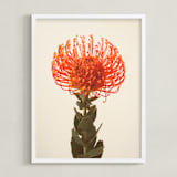 "Protea I" - Art Print in tangerine by Kamala Nahas - Framed