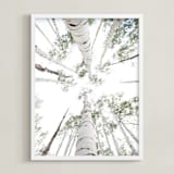 "Aspens at Altitude" - Art Print in Wonderfully White by Kaleb Nimz - Framed
