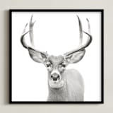 "Buck" - Art Print in Black and White by Stephanie Sherman - Framed