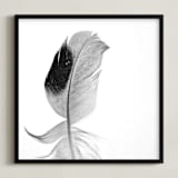 "Ruffled Feather" - Art Print in Black and White by Sarah Luna - Framed