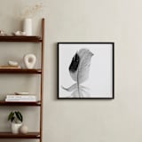 "Ruffled Feather" - Art Print in Black and White by Sarah Luna - In a Room