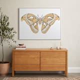 "Atlas Moth" - Art Print in soft orange by Natalie Groves - In a Room