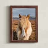 "Icelandic Horses I" - Art Print in Golden by Crystal Lynn Collins - Framed