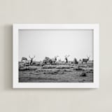"tule elk" - Art Print in black and white by Crystal Lynn Collins - Framed