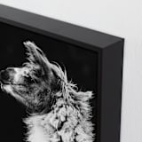 "Kai" - Art Print in Black White by Amy Carroll - Frame Close-up