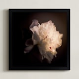 "A White Peony" - Art Print in sublte color by Qing Ji - Framed