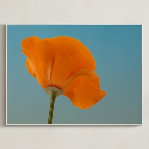 This is a california poppy orange art with standard by Elena Kulikova called california poppy