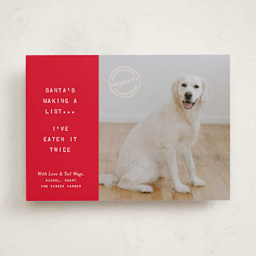 This is a holly holiday photo cards with standard by The Social Type called naughty holiday dog printing on recycled smooth signature in standard