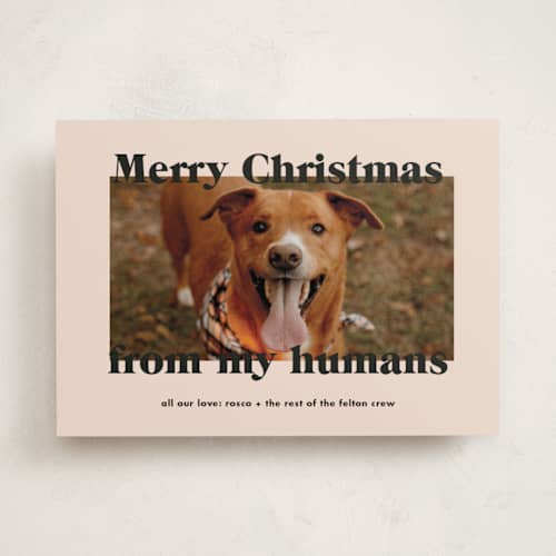 This is a sugar cookies holiday photo cards with standard by Annie Clark called happy howlidays printing on recycled smooth signature in standard