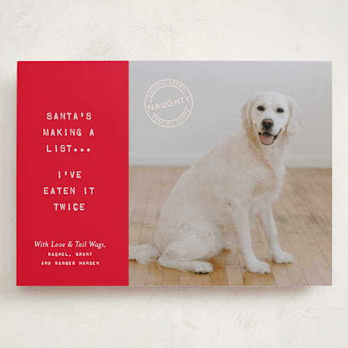 This is a holly holiday photo cards with standard by The Social Type called naughty holiday dog printing on recycled smooth signature in grand