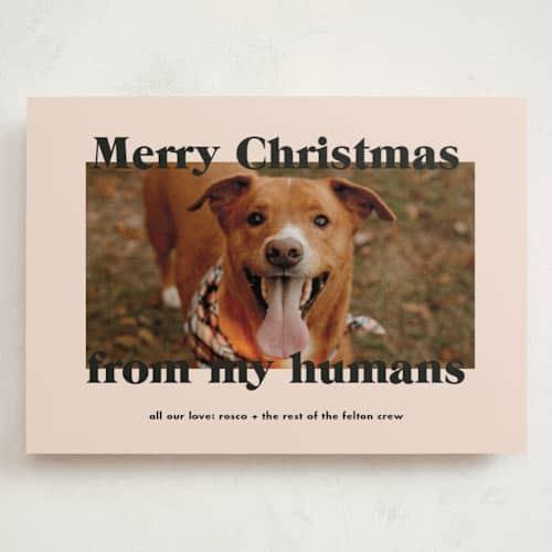 This is a sugar cookies holiday photo cards with standard by Annie Clark called happy howlidays printing on recycled smooth signature in grand