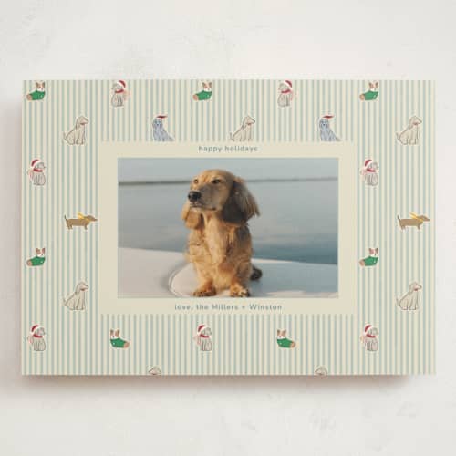 This is a frost holiday photo cards with standard by Daisyworks Studio called paws & pinstripes printing on signature in grand